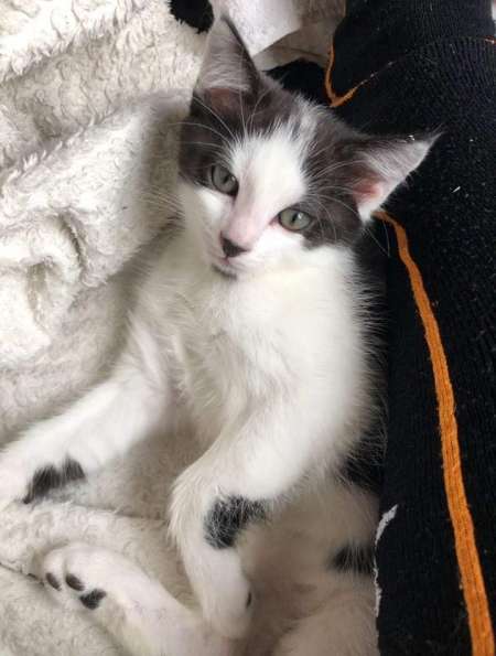 Donne chaton