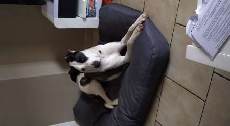 Donne chienne