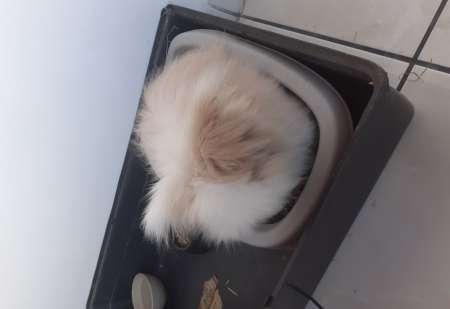 Lapin mal angora tete de lion