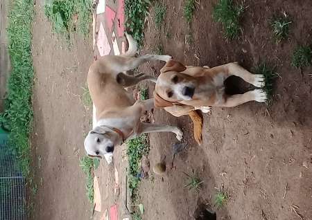 Rosko et Apach
