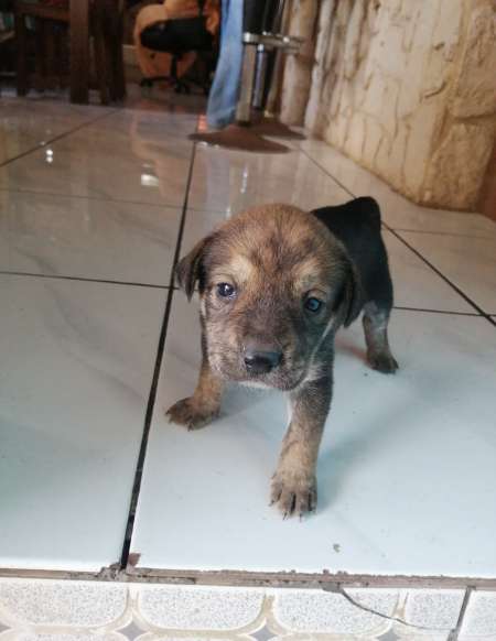 donn petits chiots