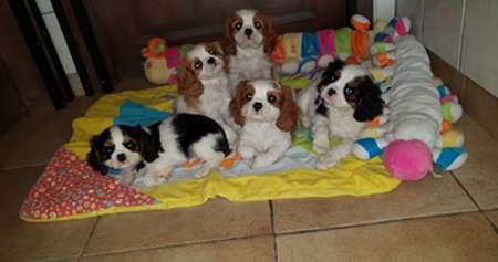 Chiots cavalier king charles lof