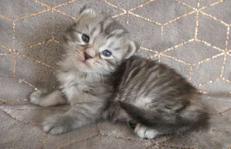 Chatons maine coon loof