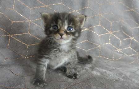 Chatons Maine coon