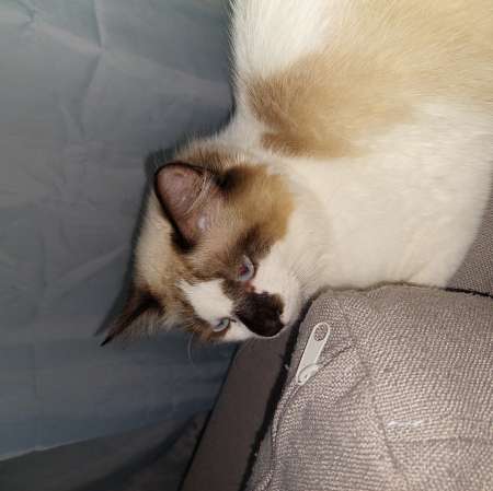 Donne chaton
