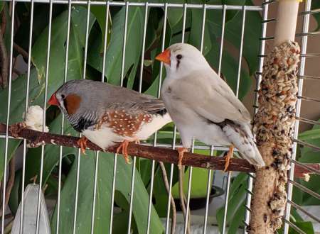 Couple de mandarins reproducteurs