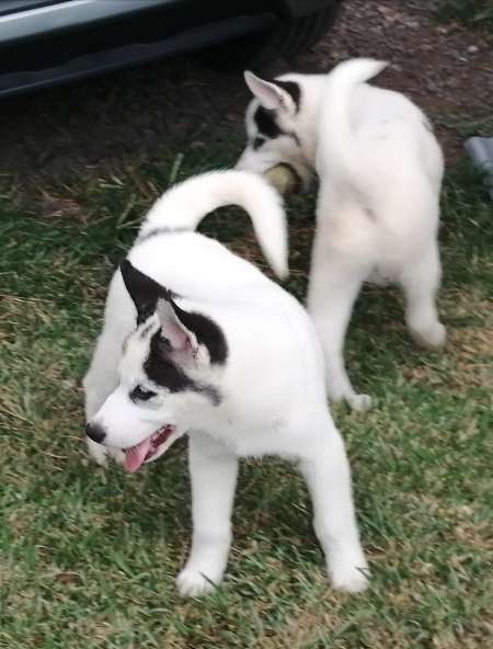 Chiots husky mâle