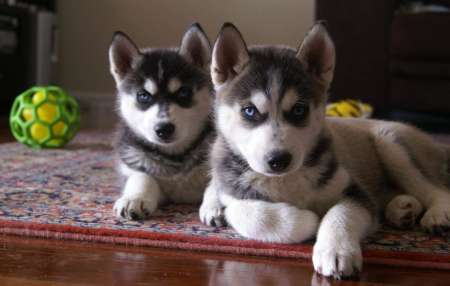 donne chiots husky LOF 