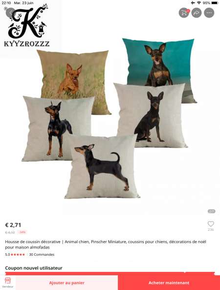 chiot pinscher toy ( rattier de prague) disponible