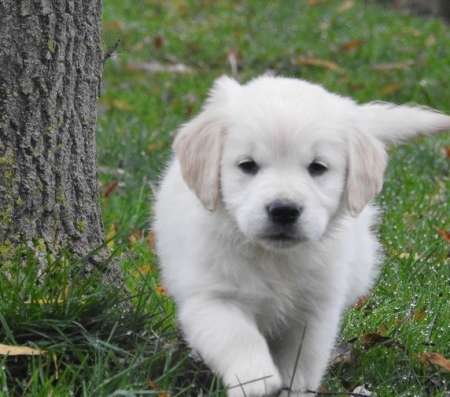 Magnifique Chiot Golden Retriever Pure Race CKC