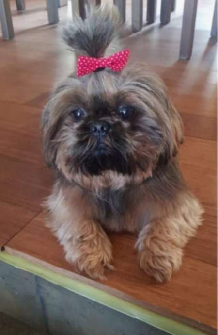 Chiot shih tzu