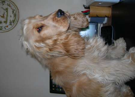 Chien cocker lof confirmé pour saillie femelle coc