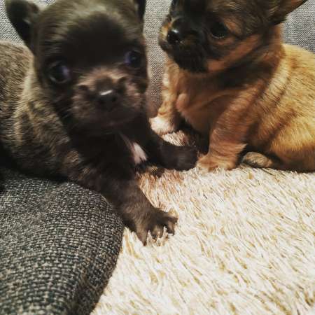 Chihuahua Poil Long
