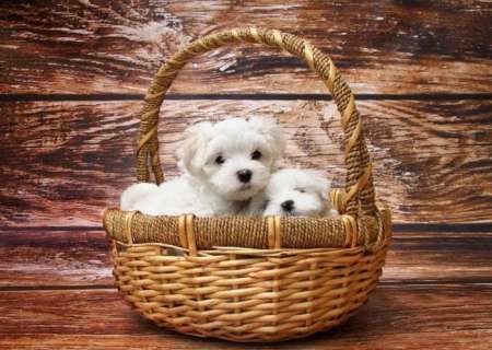 Chiots bichon maltais a donner
