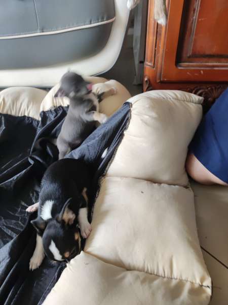 Type chihuahua