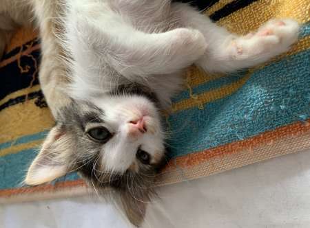Garderie privée pour chats TUNISIE