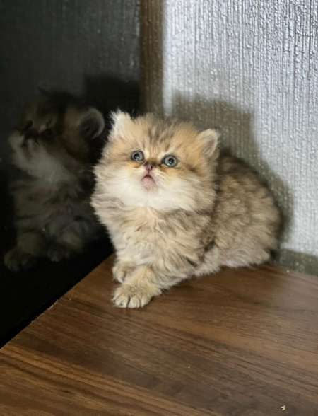 Vend chaton persan chinchilla