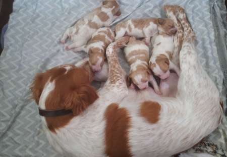 Chiots épagneuls bretons