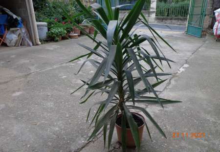  yucca