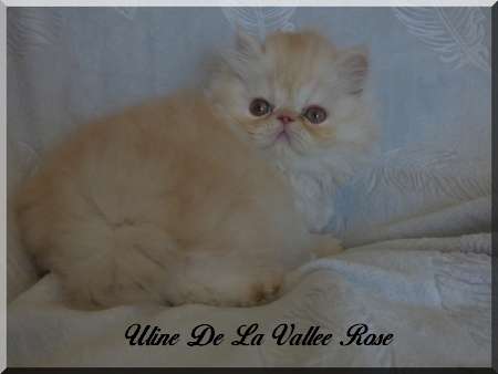chatons persan loof à réserver