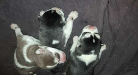 Chiot Husky bientôt disponible