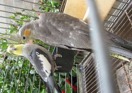 couple reproducteur de calopsittes
