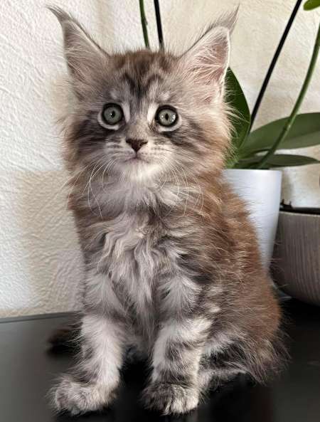 Adorable chaton Maine coon mâle loof