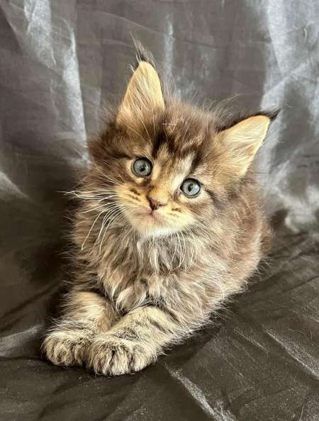 Chatons Maine coon