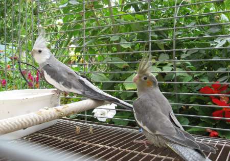 couple reproducteur de perruches calopsitte