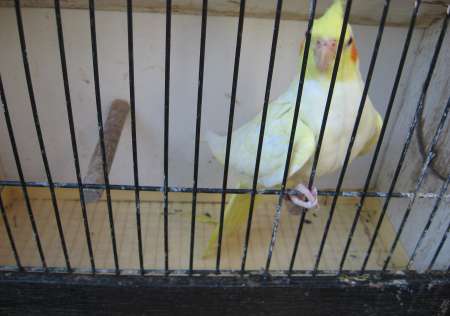 Calopsitte lutino opaline