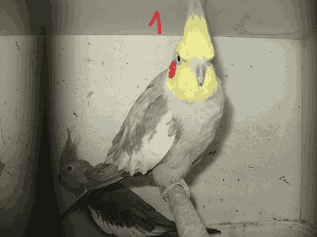 perruches calopsittes