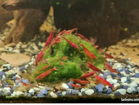Crevette rouge red cherry