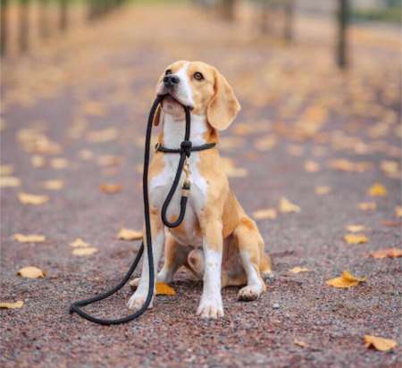  Promène ou garde votre chien