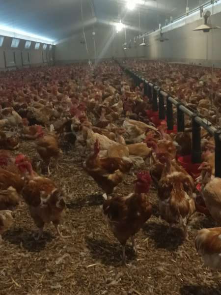 Poulet label