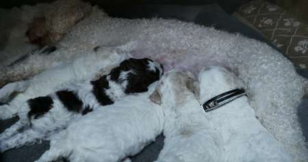 Chiots Chien d'eau Romagnol