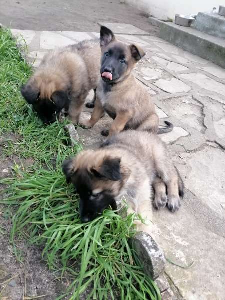  Chiot