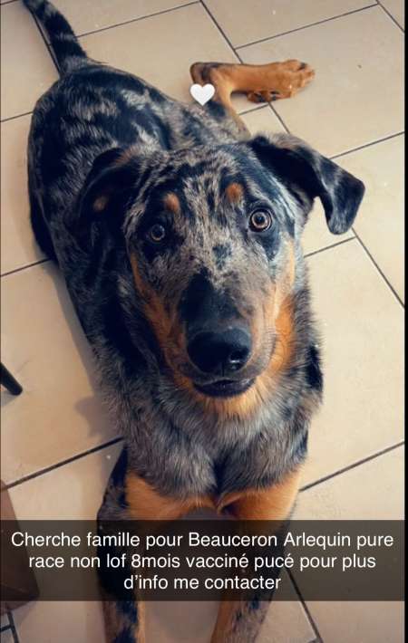beauceron arlequin