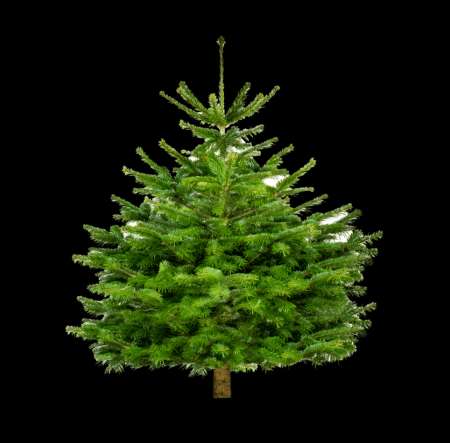  SAPIN NATUREL