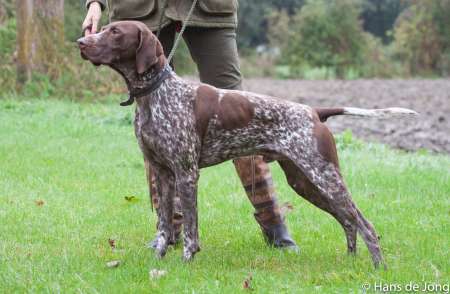  Des chiots braque Allemand à réserver
