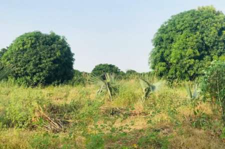Terrain agricole de 1,43 hectare vers Pire
