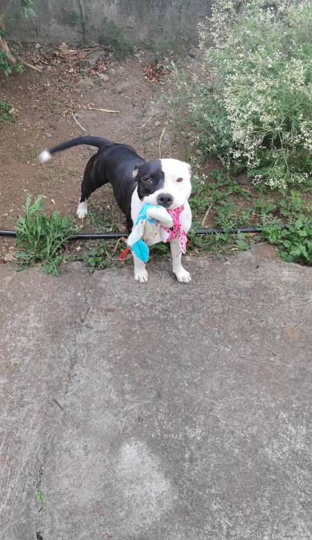 Femelle staffy croisée staff