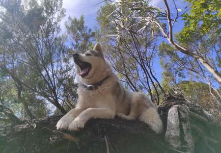 Husky sibérien à vendre