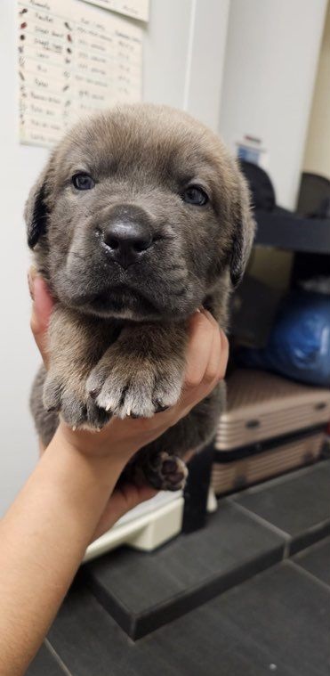 Chiot canne corso à donner