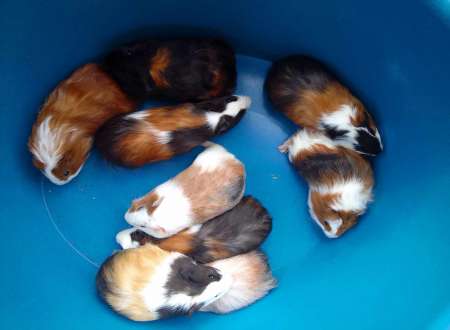 cochons d 'inde