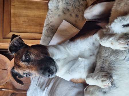 Chien pour saillie