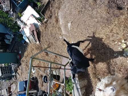  Mouton et petite bouc
