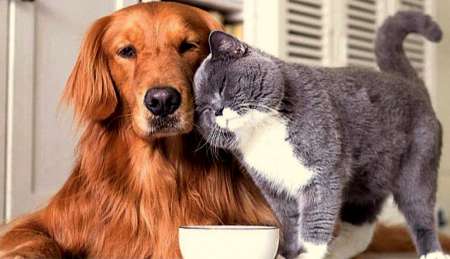  Garde et balades d'animaux pour leur bien être...