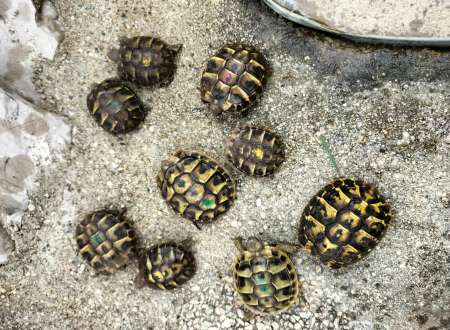 tortues de terre
