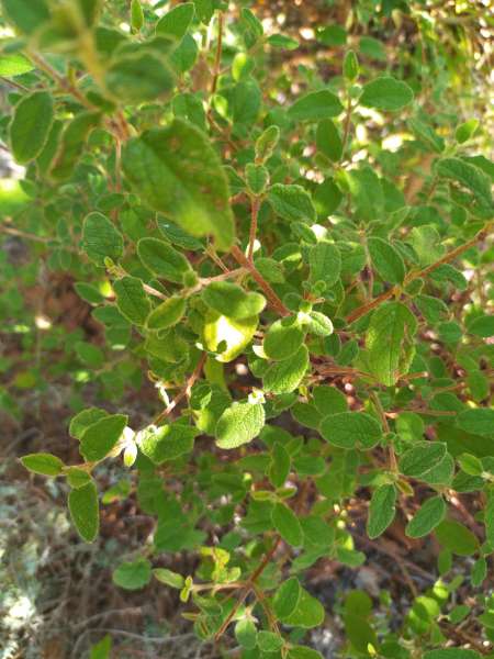Petit travaux jardinage