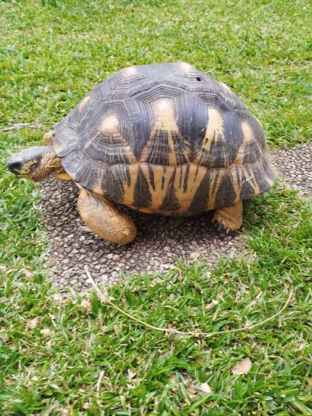 deux tortues mâles 30 et 25 ans
